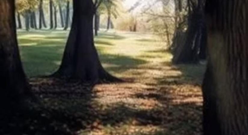 Személyiségteszt: Mit látott meg elsőként? Felfedi, hogyan viszonyul a kapcsolatokhoz