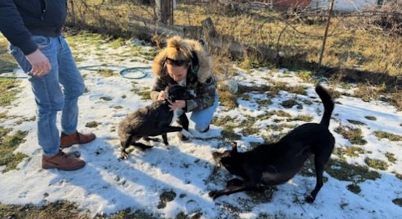 Én már sírok is: napokon át várta barátját a kis kutya a fagyban, az akna mellett, ahová beleesett, így mentette meg végül