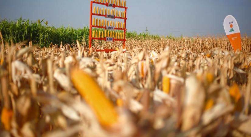 Szántóföldi kockázatkezelés: nem kell mindenhol más növény? VIDEÓ