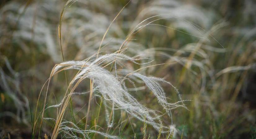 Rangos elismerést gyűjtött be a vadon termő virág