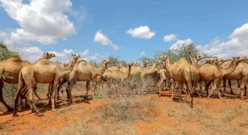 Optikai illúzió: milyen állat rejtőzött el a tevék között? Most tesztelheti a látását