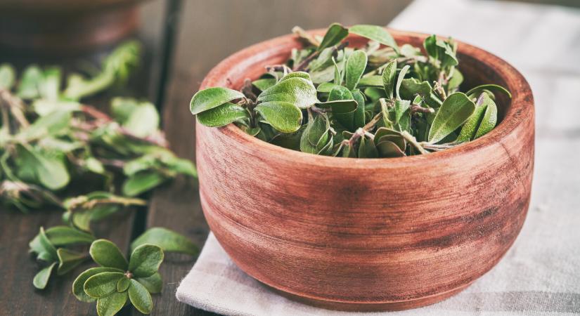 Bajt okozhat a medveszőlőlevél, ha így használod – Ezt a szabályt sokan nem ismerik