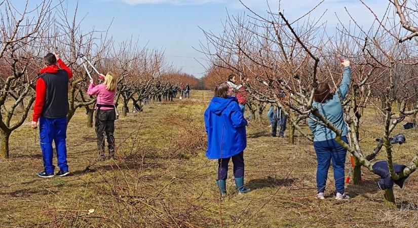 Megtanítjuk metszeni Magyarországot!