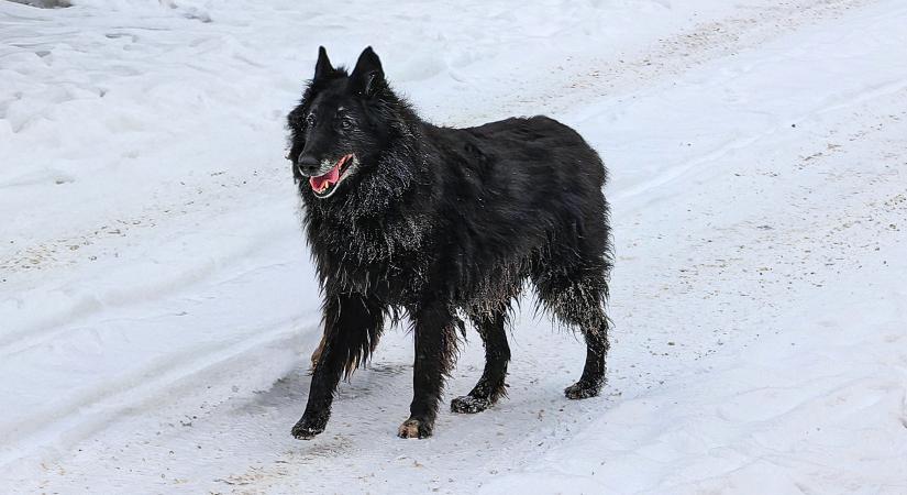 Eltűnt segítő kutyát keresnek Vásárhelyen