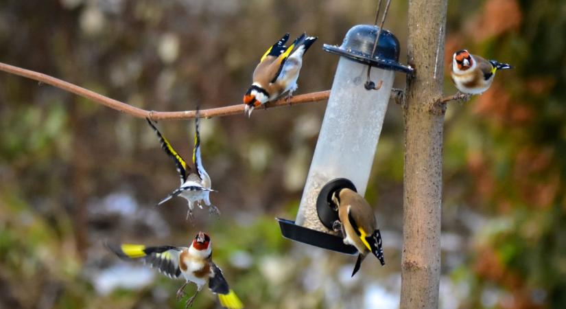Bakancslistás téli varázslat hazánk egyik legszebb vizes élőhelyén: sétálj rigók és vörösbegyek között!
