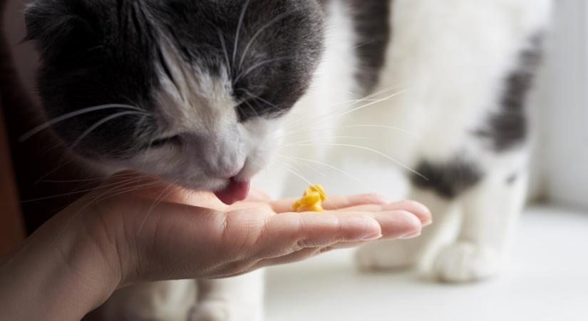 Ehet kukoricát a macska? Itt a szakértők válasza