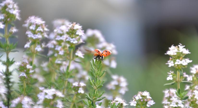A kerti kakukkfű lett 2026 gyógynövénye