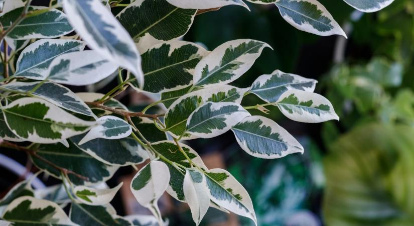 Sárgulnak a fikusz levelei? Így mentheti meg a növényt