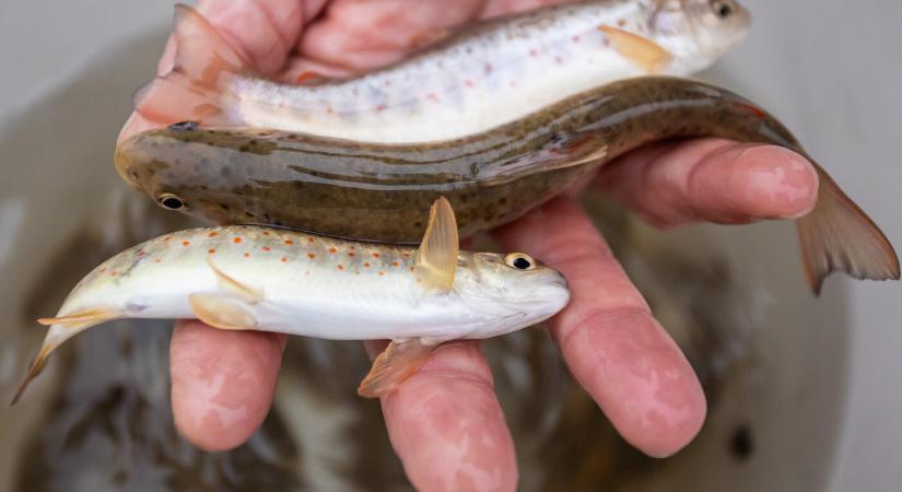 A magyar hatóság szerint már biztonságos a Sajóból kifogott halak fogyasztása