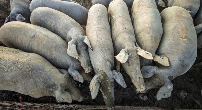 Nagyobb pusztítást okoztak a korlátozások a spanyoloknál, mint maga a vírus