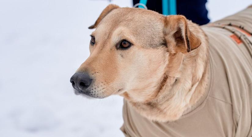 Kiderült, lesz-e még havazás a következő napokban, Rozi kutya új otthonra talált