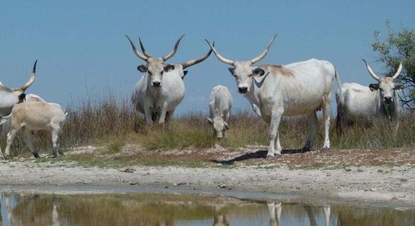 Milliárdos fejlesztés valósul meg a Kiskunsági Nemzeti Parkban