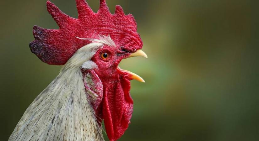 Szinte senkinek nem sikerül: te észreveszed a hibát a képen?