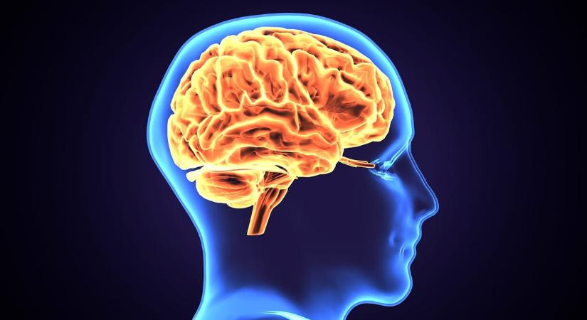 Megfiatalíthatja az agyát, és ehhez elég egyetlen dolgot tennie