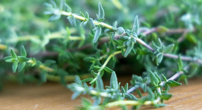Ezt biztosan nem tudtad az év gyógynövényéről!