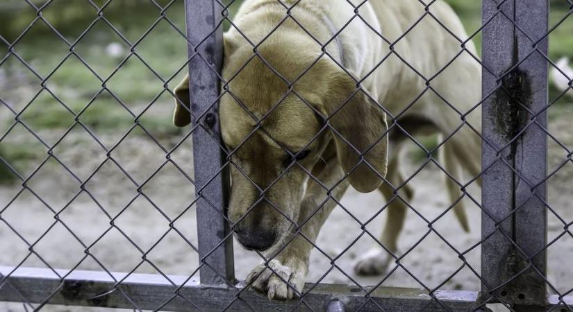Két kutya tetemére bukkantak Kópházán, a rendőrség eljárást indított