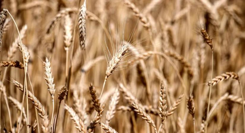 Szevasz, uram, gazdabizonyítvány 180 ezerért érdekel? A képzésre nem kell eljárni hozzá