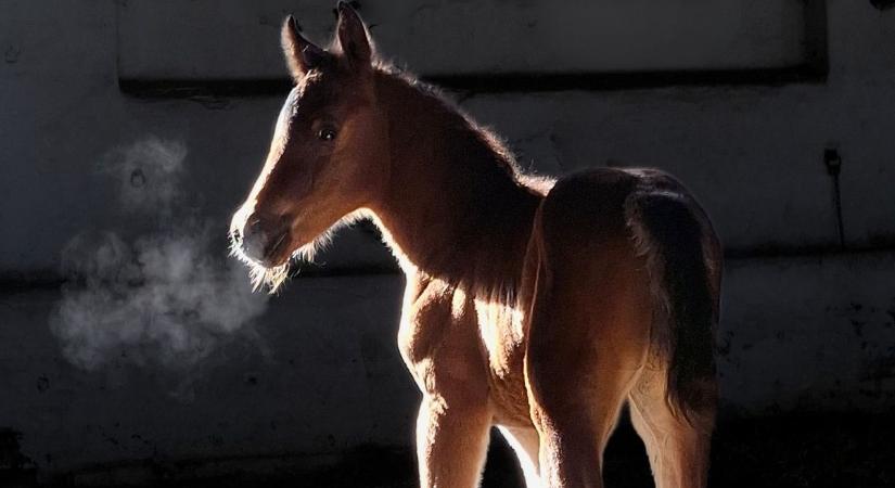 Apró paták, nagy öröm: arab csikóözön a bábolnai ménesbirtokon