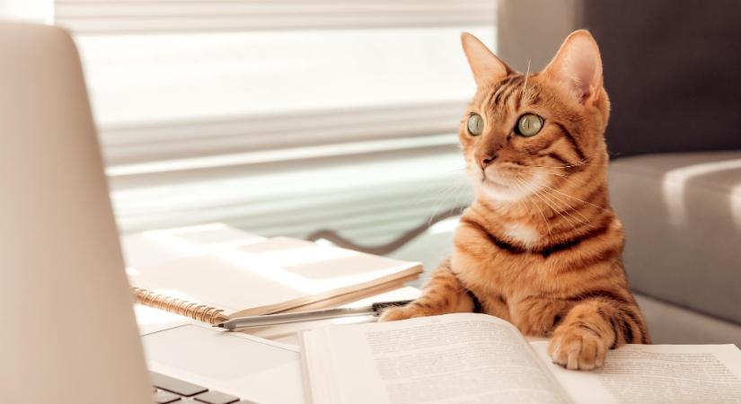 Menedzseri pozíciót kapott Mjauricio, a kóbor kandúr