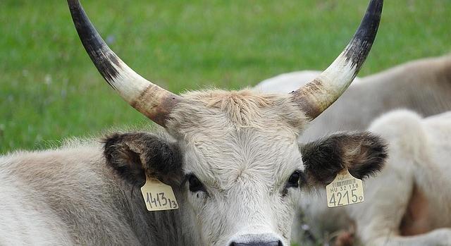 Hat őshonos állattartó telepet korszerűsít a Kiskunsági Nemzeti Park