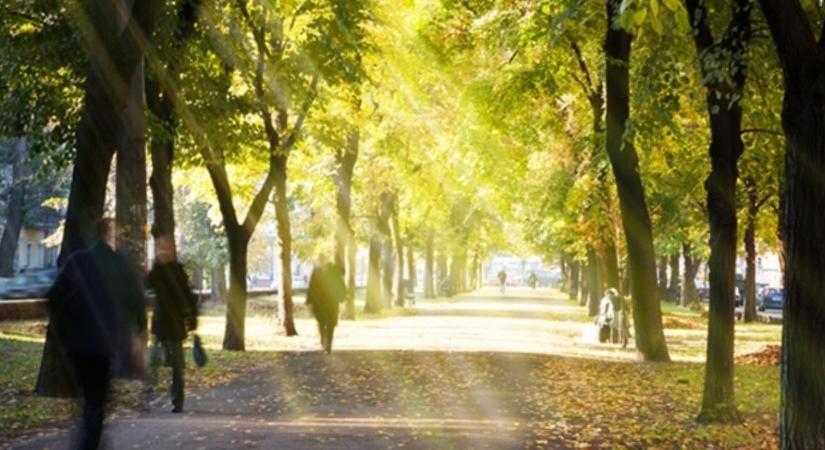 Nem mindegy, milyen zöld vesz körül – tudod, melyik növények védik a szíved?