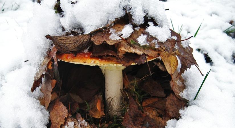 3 napos időjárás: Vigyázz, olyan idő jön, amikor párásodik, penészedik minden