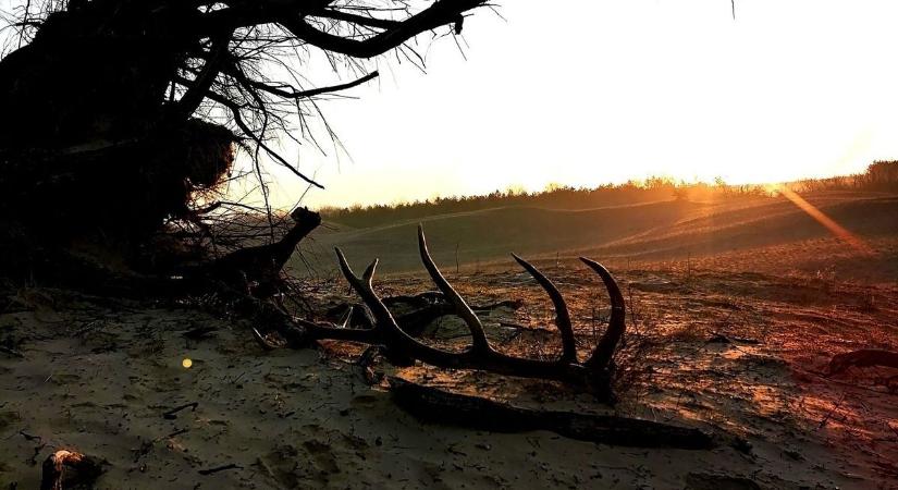 Komoly következményei lehetnek az ártatlannak hitt agancsgyűjtésnek – nem csak bírság járhat érte