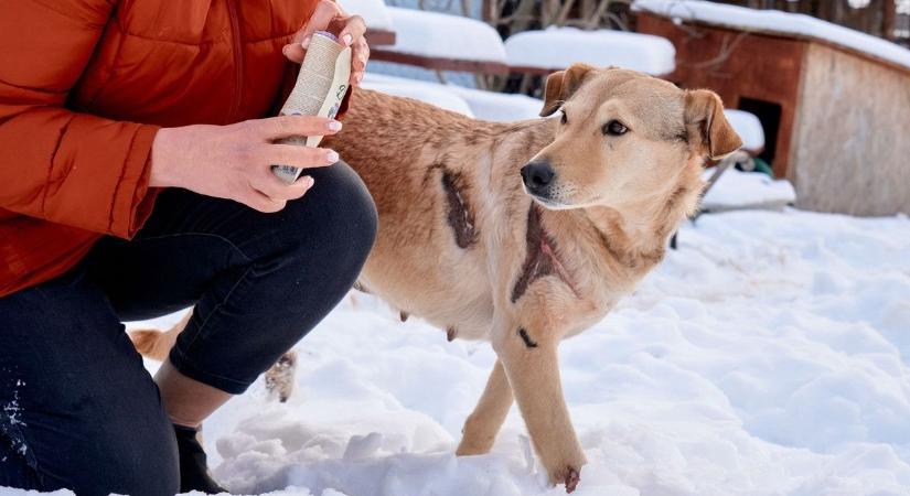 Örökbe fogadták Rozit, az autó után kötött kutyát