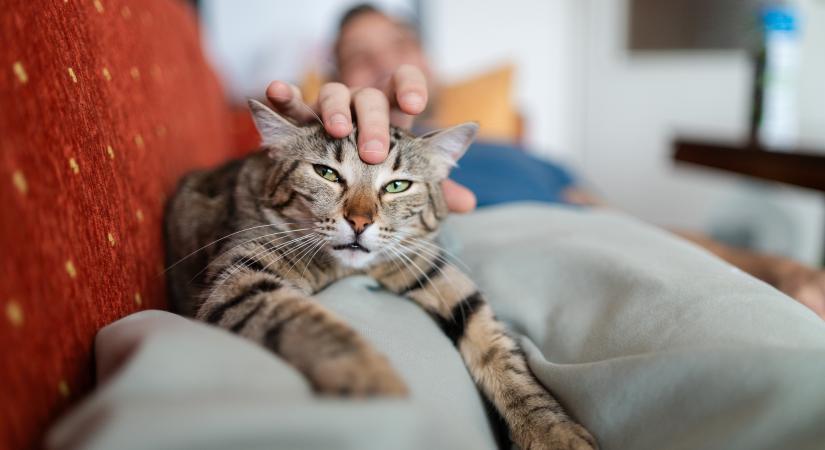 Felismerhető egy macska a dorombolásáról? Beszédfelismerő rendszerrel derítették ki