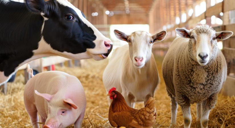 Gyere velünk a csűr környékére és találgass!