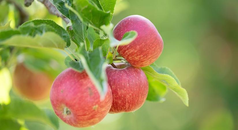 Veszélyes vegyi anyagok a magyar almákban is