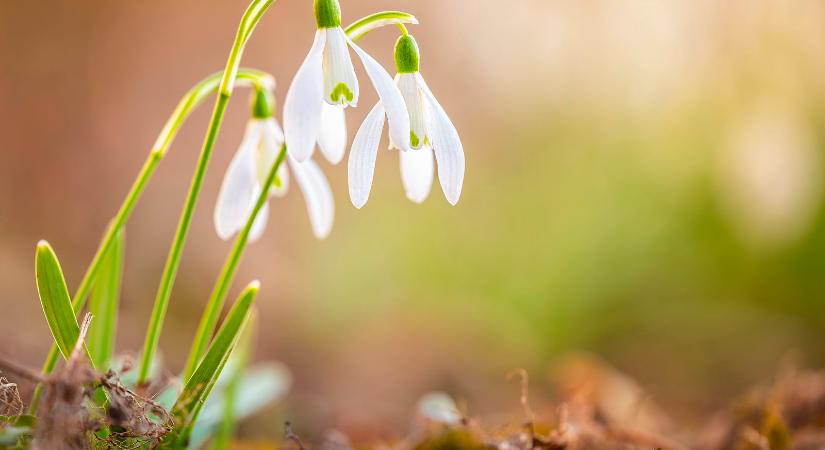Már tudjuk, ez lesz a tavasz első napja hazánkban, a dátum brutális meglepetés lehet az ország lakosságának?
