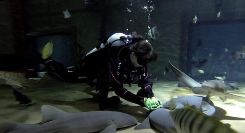 Miként zajlik a cápás akvárium takarítása? Kíváncsi vagy, mely cápák esznek „kézből” – pénteken mindenre választ kapsz!