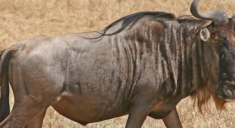 36 év után végre elkészült a GNU gettext nevű i18n keretrendszere