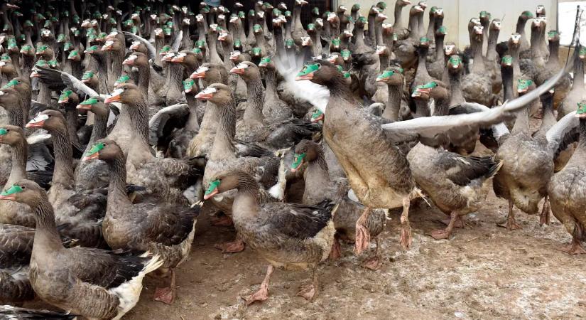 17 600 egyedes lúdtelepen bukkant fel a madárinfluenza Tiszaföldváron