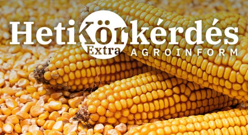 Rugalmas kukoricahibridek: miért fontosak a termesztésben? – Heti Körkérdés Extra