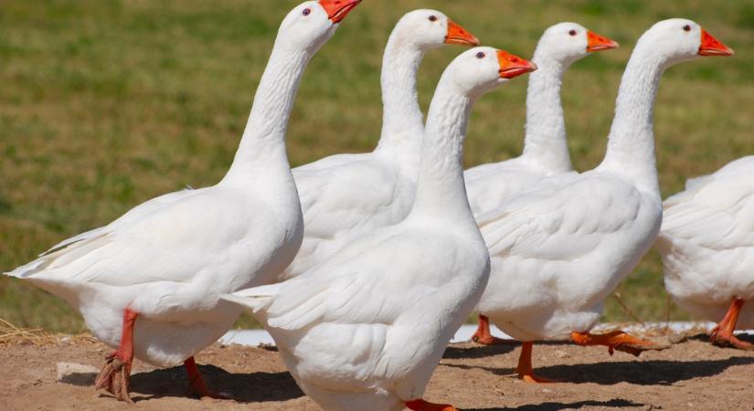 17 ezer szárnyast kell leölni