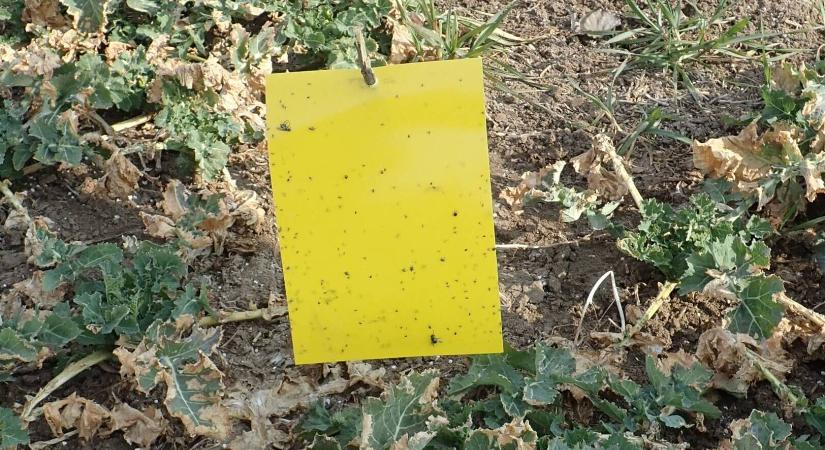 Korán ébrednek a repce legveszélyesebb kártevői: kezdődik a repce ormányosainak szezonja