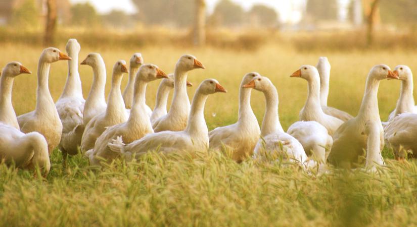 Romlik a helyzet: újabb magyar megyében bukkant fel a rettegett kór