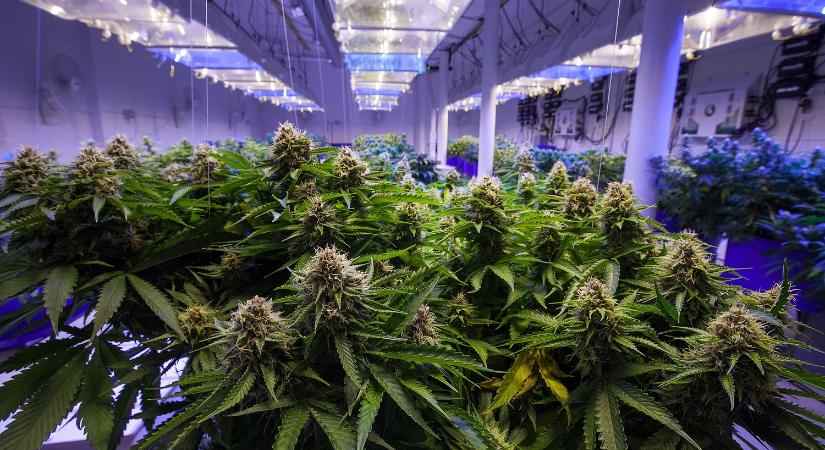 Öt tonna marihuánát, fegyvereket és lőszereket találtak a szomszédban