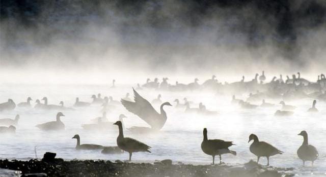 Egy tiszaföldvári lúdtelepen tűnt fel a madárinfluenza