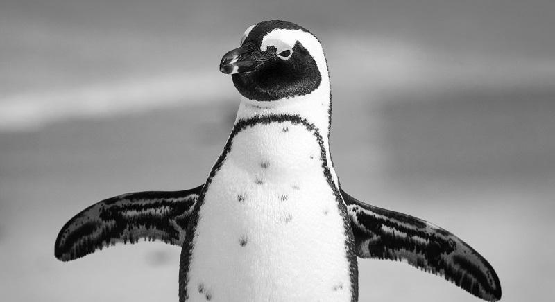 Pingvinnek álcázta magát az orosz katona – Kilőtték (VIDEÓ)