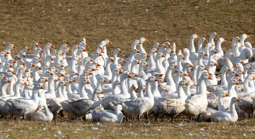 Több mint 17 ezer lúd sorsa pecsételődött meg