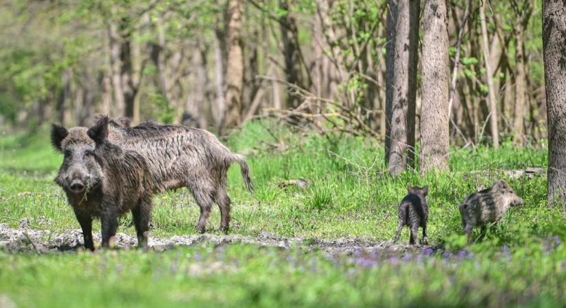 Egy egész megye hiányzik a természetvédelmi térképről – civilek is segíthetnek a megoldásban