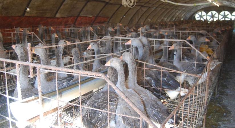 Járvány tört ki egy 17 ezres tiszaföldvári lúdtelepen, leölik az állatokat