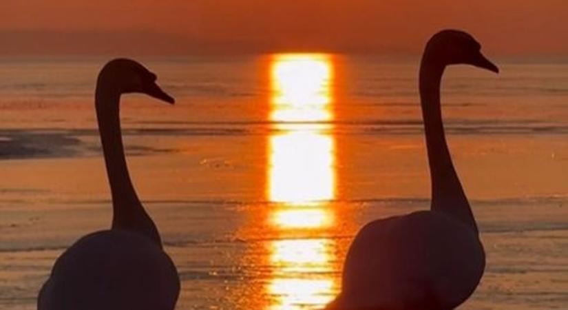 Romantikus sétára indult két hattyú a befagyott Balatonon (videó)