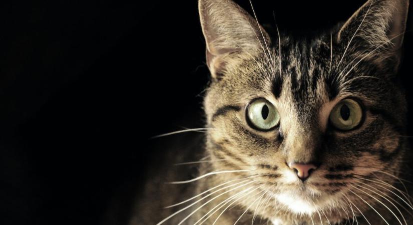 Ezért látnak olyan jól a macskák sötétben