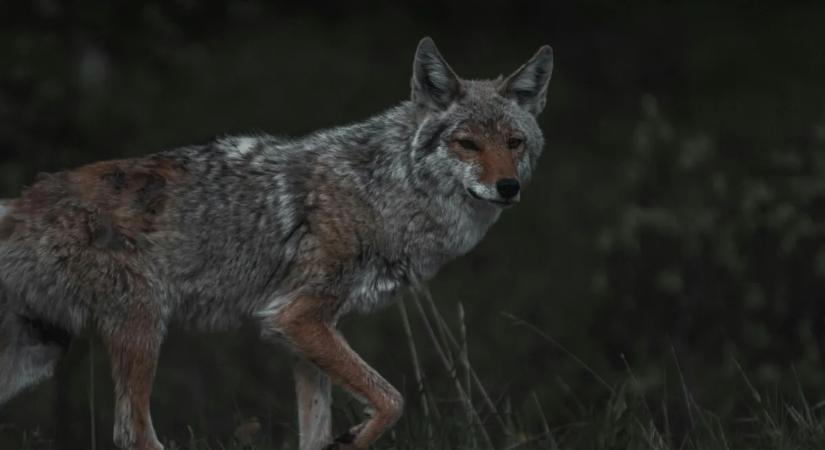 Hihetetlen történet: az Alcatrazon vert tanyát egy prérifarkas