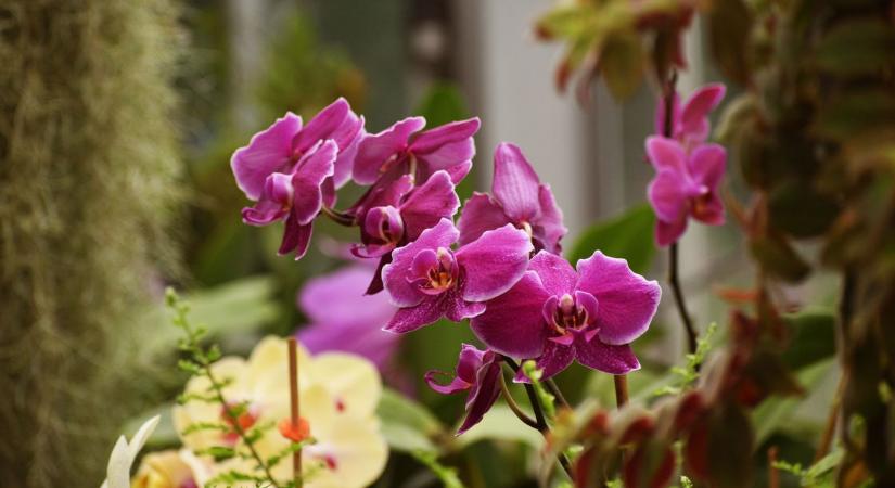 Nem virágzik az orchideád? Ez az egyszerű módszer megoldja a problémát