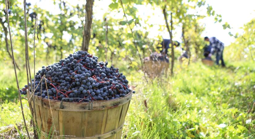 Itt a kormány akcióterve: felderítést inditottak Magyarországon